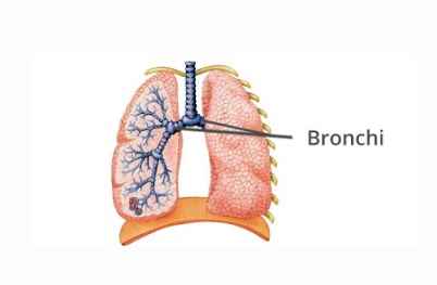 fungsi bronkus