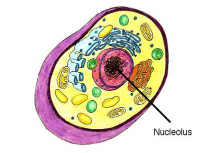 fungsi nukleolus