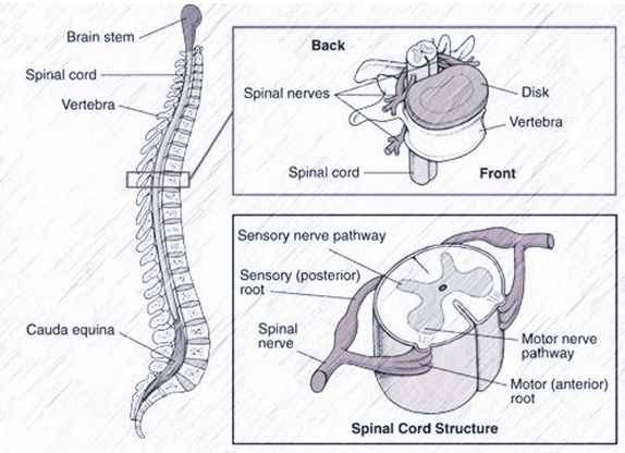fungsi sumsum tulang belakang