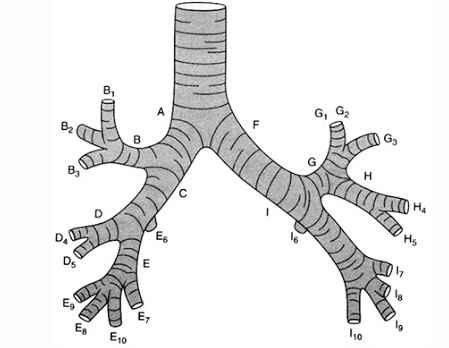 struktur bronkus