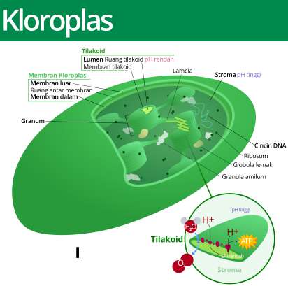 fungsi kloroplas