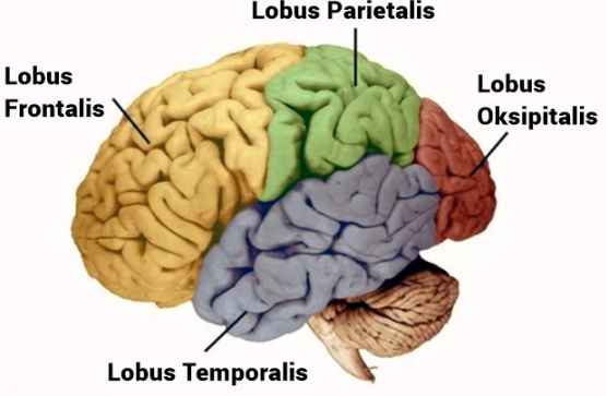 √ Fungsi Otak Besar (Cerebrum), Pengertian dan Strukturnya